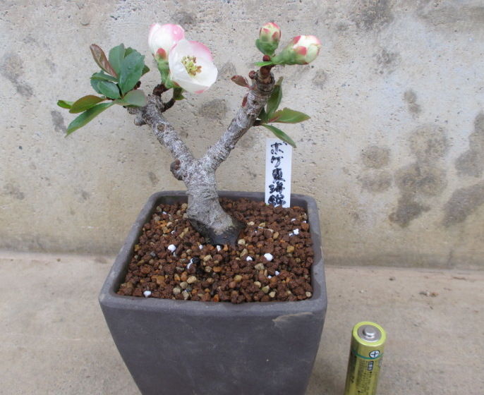 木瓜 ボケ 東洋錦 の花 じぃじ のミニ盆栽日記