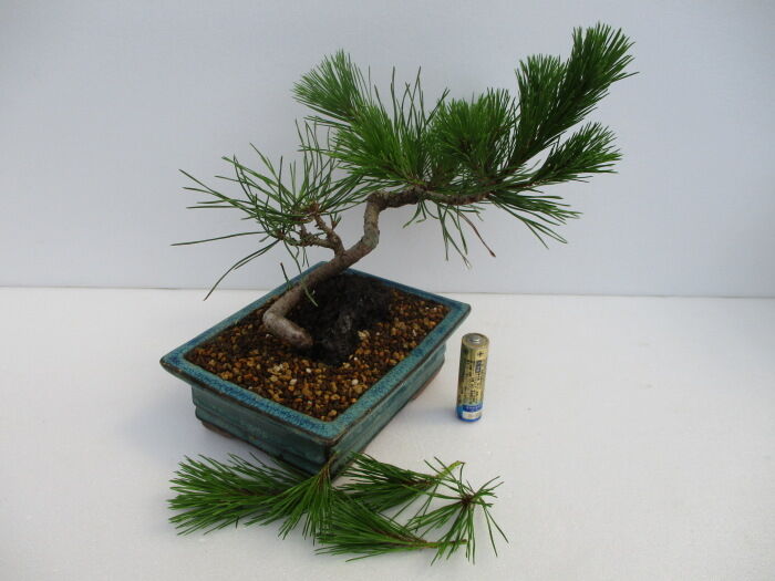 赤松（アカマツ）」実生5年生の芽切り : 「じぃじ」のミニ盆栽日記