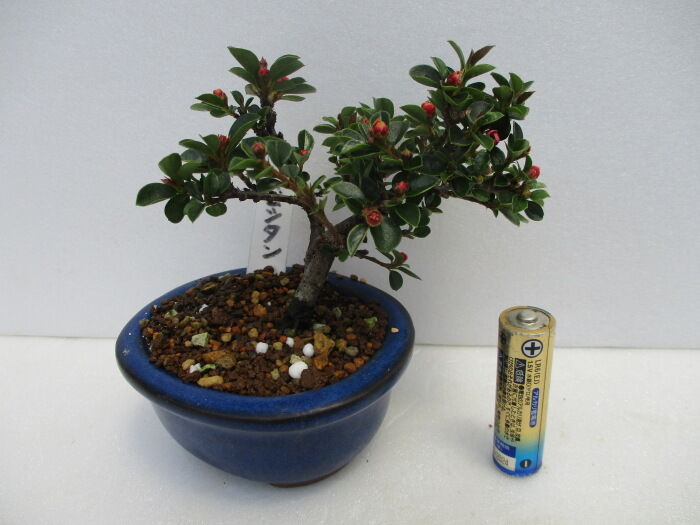 紅紫檀 ベニシタン の花 じぃじ のミニ盆栽日記