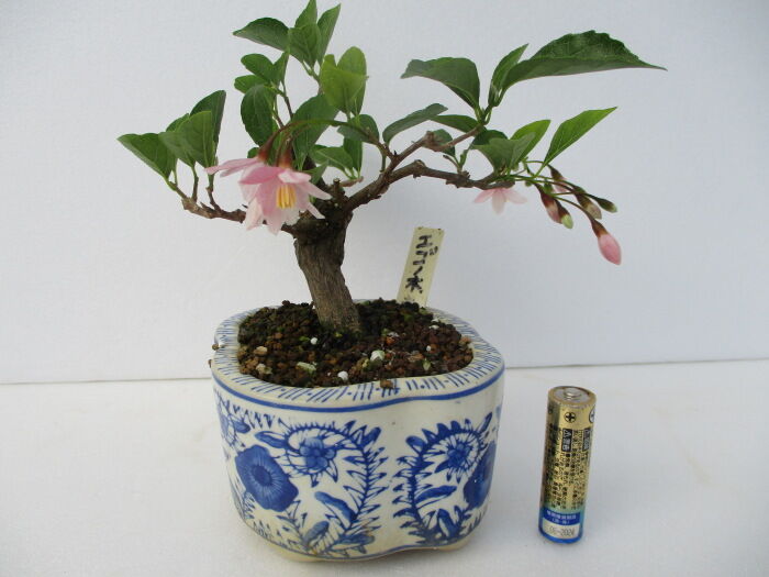 赤花野茉莉（アカバナエゴノキ）」の花 : 「じぃじ」のミニ盆栽日記