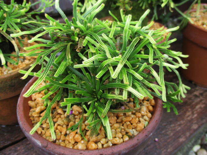 岩檜葉（イワヒバ）」たちは、まだ緑！ : 「じぃじ」のミニ盆栽日記