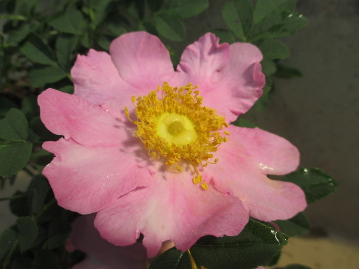 一日花の 箱根山椒薔薇 ハコネサンショウバラ の花 じぃじ のミニ盆栽日記