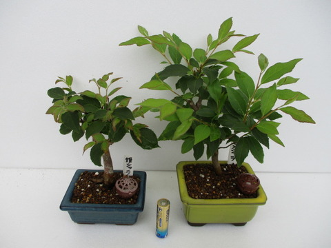 姫沙羅（ヒメシャラ）盆栽 SS021 姫沙羅(ヒメシャラ)盆栽 SS021 姫沙羅（ヒメシャラ）」の芽摘み