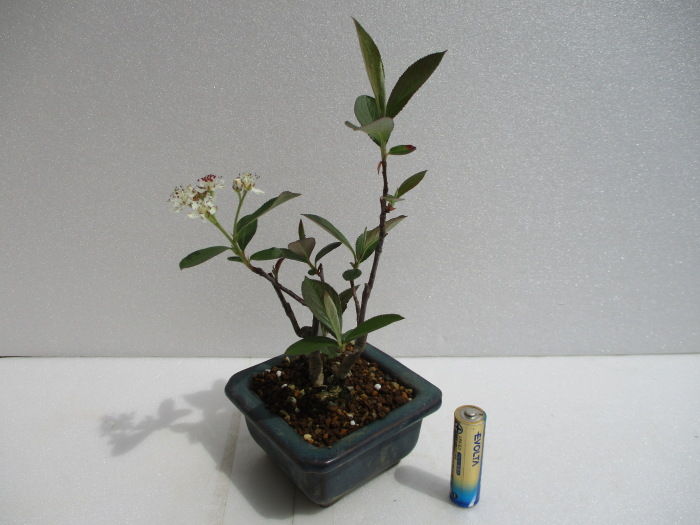 西洋鎌柄 セイヨウカマツカ の花 じぃじ のミニ盆栽日記