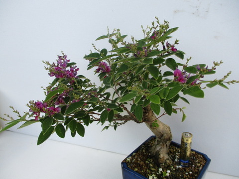 木萩（キハギ）」の花 : 「じぃじ」のミニ盆栽日記