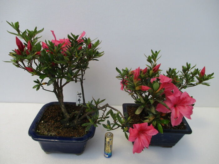 撮皐月盆栽‼️品種不明‼️値下げ3万円 皐月盆栽サツキ品種不明