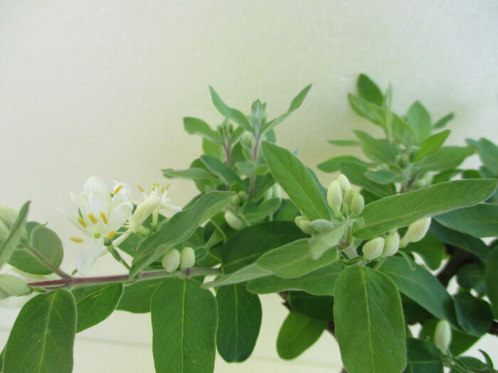 瓢箪木 ヒョウタンボク の花 じぃじ のミニ盆栽日記