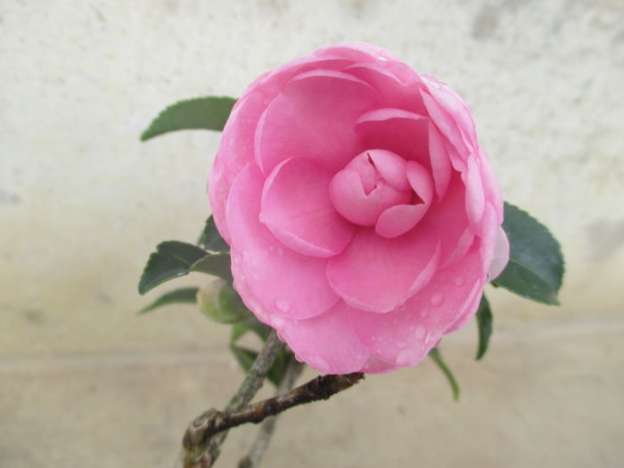 挿し木の 山茶花 サザンカ が今年も咲いた じぃじ のミニ盆栽日記