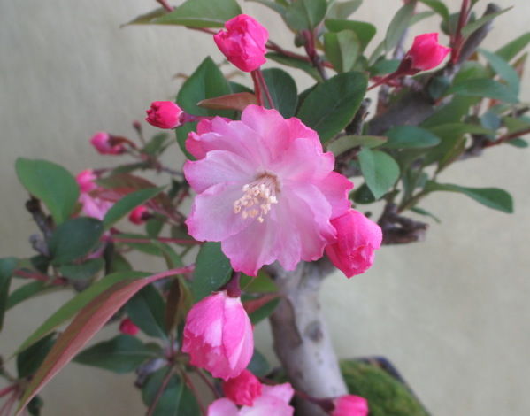 ピンク色の花が可愛い 花海棠 じぃじ のミニ盆栽日記