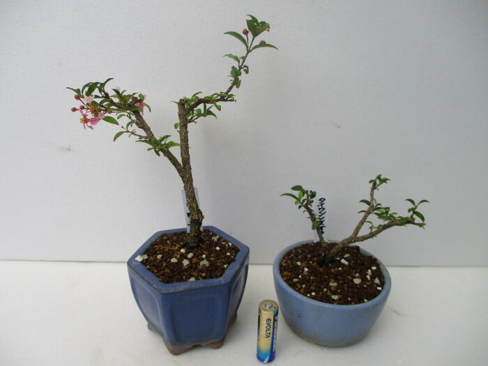 台湾姫桜桃（タイワンヒメオウトウ）」の花 : 「じぃじ」のミニ盆栽日記