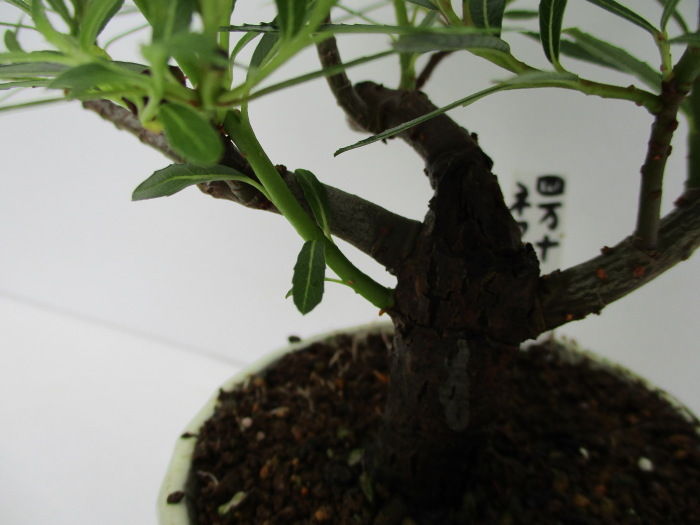 四万十猫柳 シマントネコヤナギ の整枝 じぃじ のミニ盆栽日記