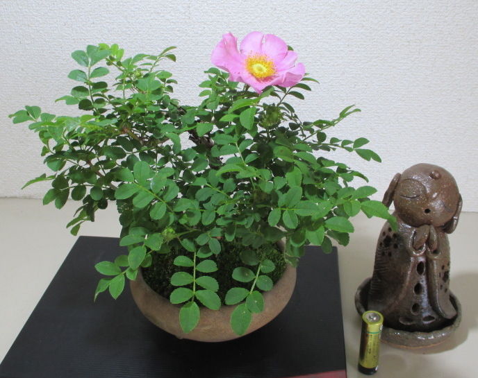山椒薔薇 サンショウバラ が咲きました じぃじ のミニ盆栽日記