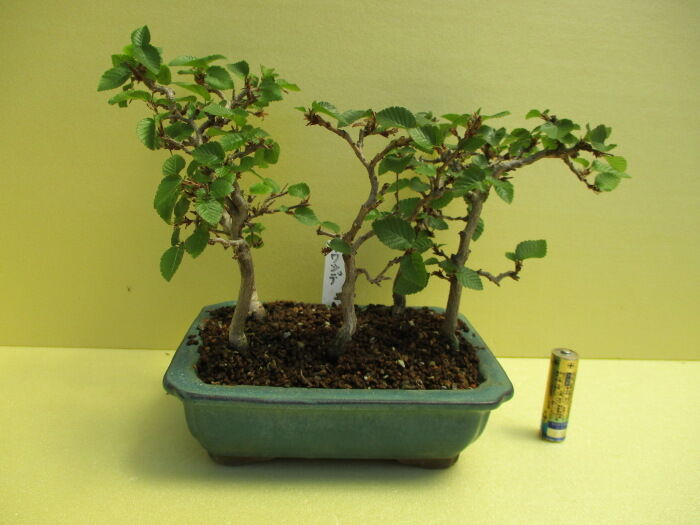 岩四手（イワシデ）」寄せ植えの芽摘み・整枝 : 「じぃじ」のミニ盆栽日記