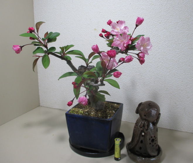 ピンク色が目立つ 花海棠 ハナカイドウ じぃじ のミニ盆栽日記
