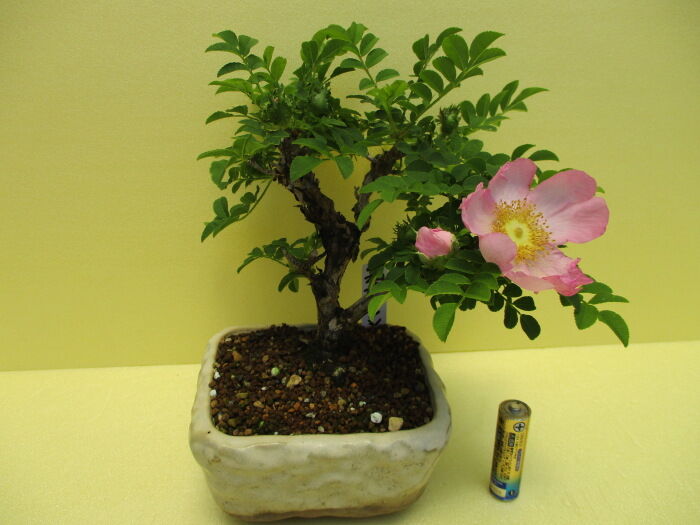 樹高3.5㎝極太　箱根サンショウバラ　薔薇　豆　ミニ　盆栽　真柏　黒松　五葉松 樹高3.5㎝極太 箱根サンショウバラ 薔薇 豆 ミニ 盆栽 真柏 黒松