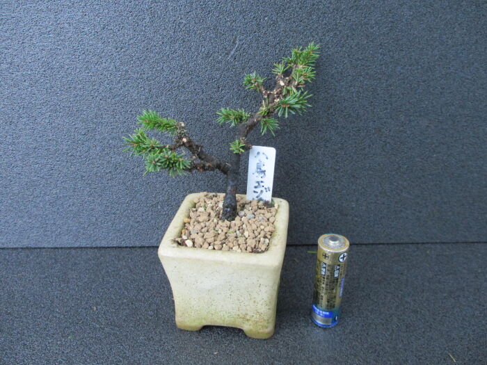 赤蝦夷松　寄せ植え用素材 大品盆栽 蝦夷松盆栽 アカエゾマツ 北海道産の松 （北海道産樹木