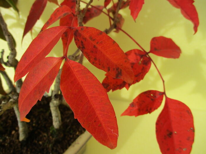 櫨の木 ハゼノキ の紅葉 じぃじ のミニ盆栽日記 櫨の木 ハゼノキ の紅葉 じぃじ のミニ盆栽日記