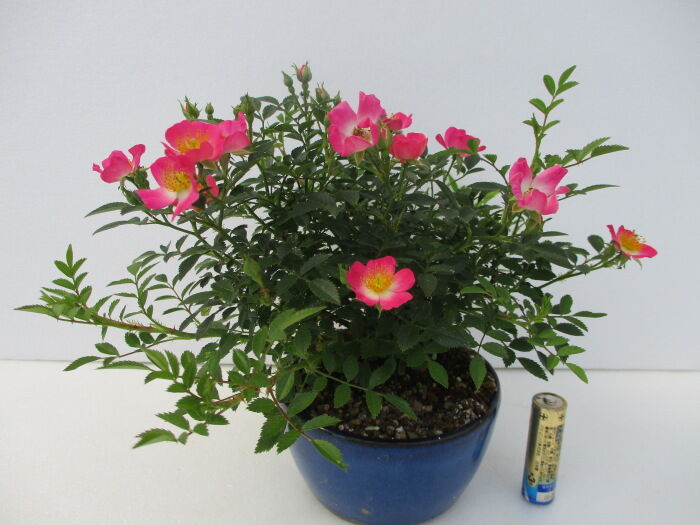 野茨 ノイバラ 雅 ミヤビ の花 じぃじ のミニ盆栽日記