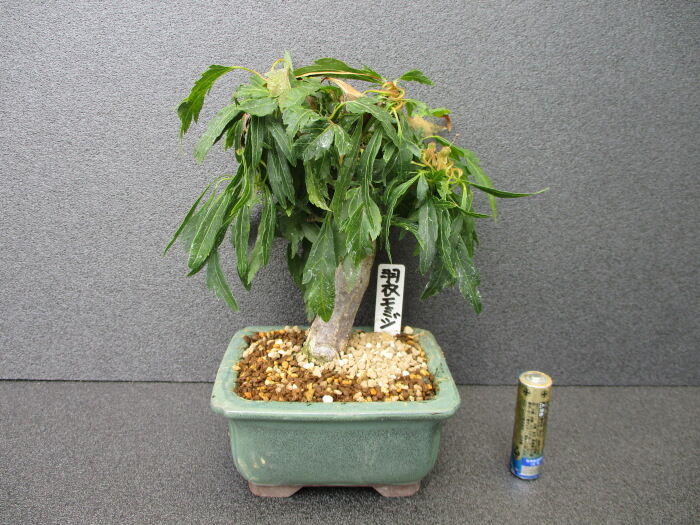 羽衣紅葉（ハゴロモモミジ）」の手入れ : 「じぃじ」のミニ盆栽日記