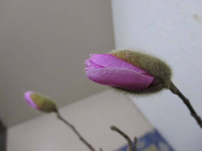姫コブシ の花が咲きそうです じぃじ のミニ盆栽日記