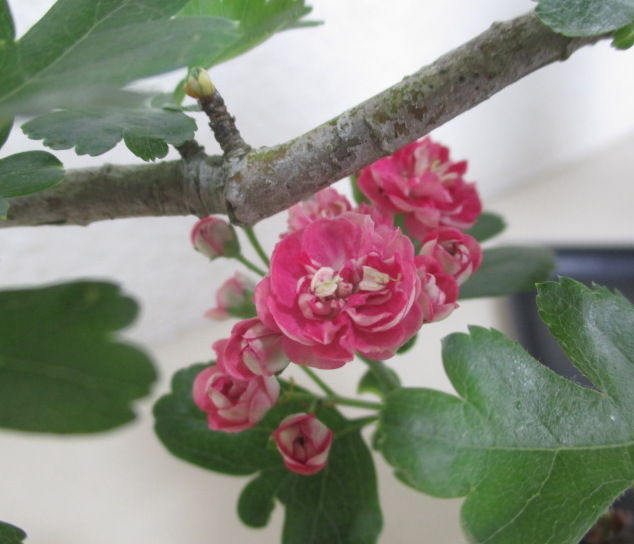 赤花山査子 アカバナサンザシ の花 じぃじ のミニ盆栽日記 赤花山査子 アカバナサンザシ の花 じぃじ のミニ盆栽日記