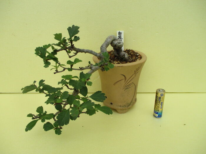 山査子（サンザシ）」の徒長枝の剪定 : 「じぃじ」のミニ盆栽日記
