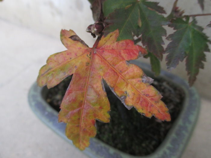 葉の大きな カエデ たちの紅葉も 汗 じぃじ のミニ盆栽日記 葉の大きな カエデ たちの紅葉も 汗 じぃじ のミニ盆栽日記