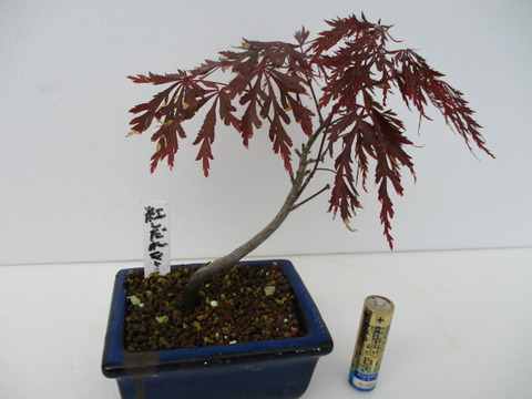 紅枝垂れ紅葉 ベニシダレモミジ が葉焼け じぃじ のミニ盆栽日記 紅枝垂れ紅葉 ベニシダレモミジ が葉焼け じぃじ のミニ盆栽日記