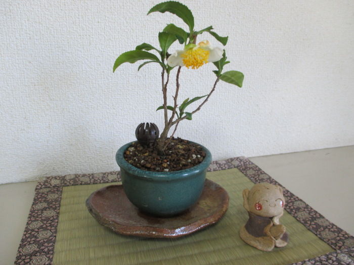お茶の木 の花が咲きました じぃじ のミニ盆栽日記