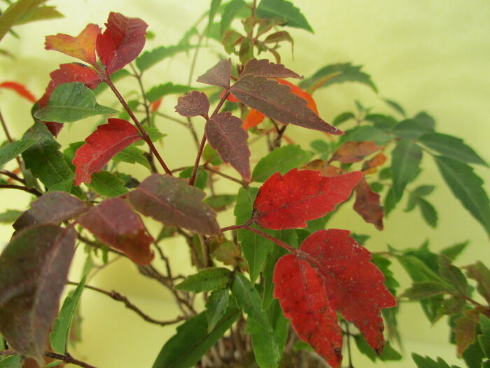 櫨の木 ハゼノキ の紅葉 じぃじ のミニ盆栽日記 櫨の木 ハゼノキ の紅葉 じぃじ のミニ盆栽日記