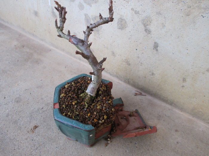 鉢が割れた・・・（汗 : 「じぃじ」のミニ盆栽日記