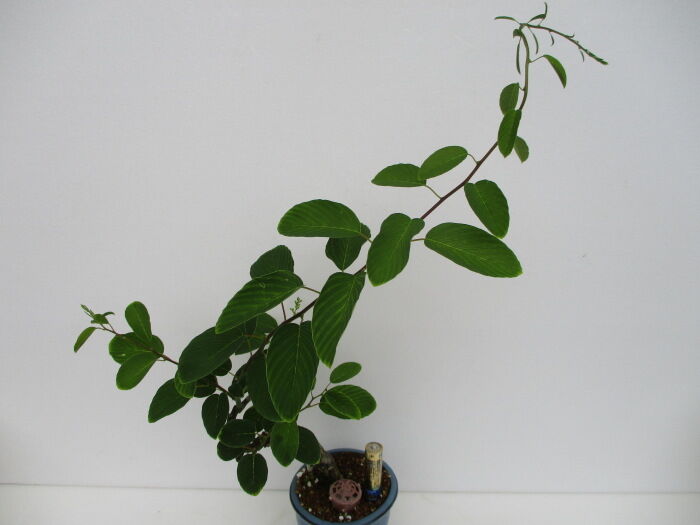 熊柳 クマヤナギ の徒長枝を切る じぃじ のミニ盆栽日記 熊柳 クマヤナギ の徒長枝を切る じぃじ のミニ盆栽日記