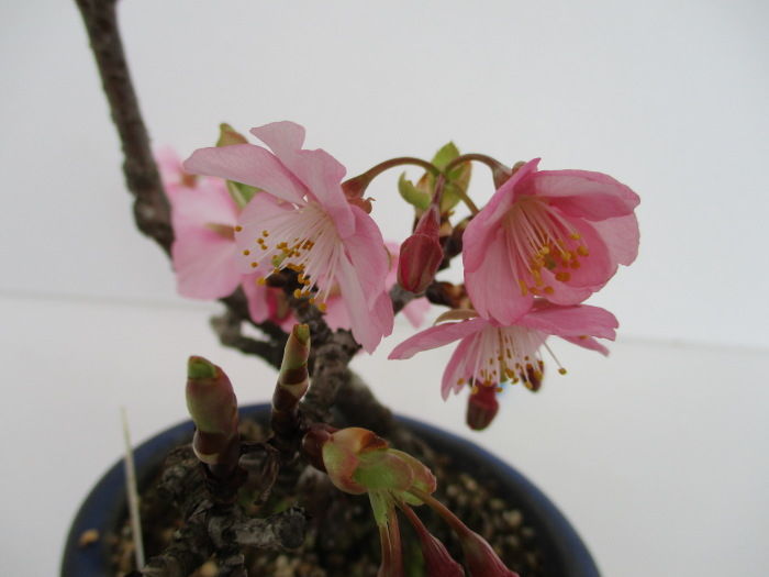 河津桜 カワヅザクラ が咲きました じぃじ のミニ盆栽日記 河津桜 カワヅザクラ が咲きました じぃじ のミニ盆栽日記