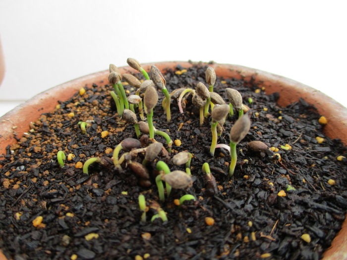 ２月初旬に種蒔きした黒松が発芽 じぃじ のミニ盆栽日記