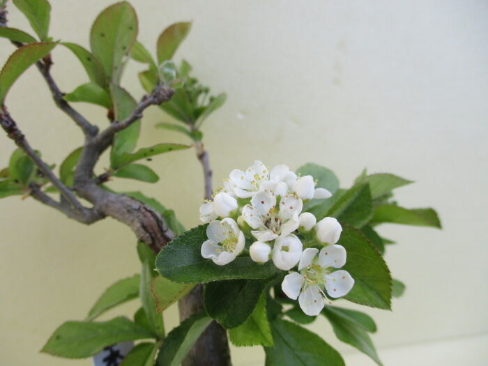 日本鎌柄 ニホンカマツカ の花 じぃじ のミニ盆栽日記 日本鎌柄 ニホンカマツカ の花 じぃじ のミニ盆栽日記