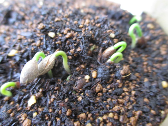 黒松 まさかの発芽 じぃじ のミニ盆栽日記