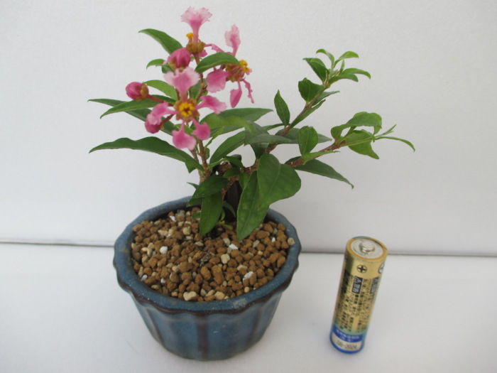 挿し芽の「台湾姫桜桃(タイワンヒメオウトウ)」の花 : 「じぃ 挿し芽の「台湾姫桜桃(タイワンヒメオウトウ)」の花 : 「じぃ