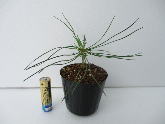 実生の黒松と赤松の幼苗 : 「じぃじ」のミニ盆栽日記