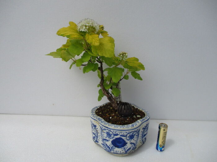 黄金手毬下野 オウゴンテマリシモツケ の花 じぃじ のミニ盆栽日記