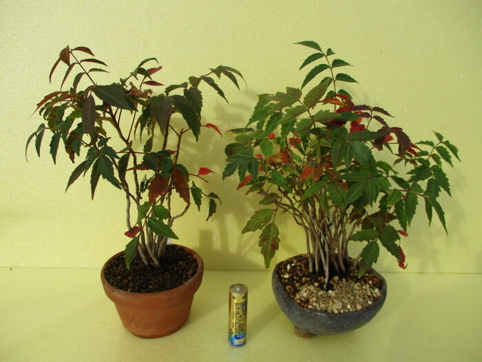 櫨の木 ハゼノキ の紅葉 じぃじ のミニ盆栽日記 櫨の木 ハゼノキ の紅葉 じぃじ のミニ盆栽日記