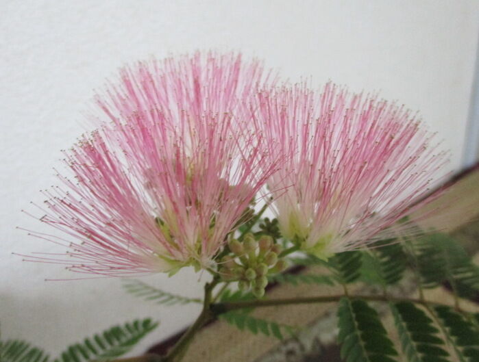 実生の「合歓の木（ネムノキ）」の花 : 「じぃじ」のミニ盆栽日記