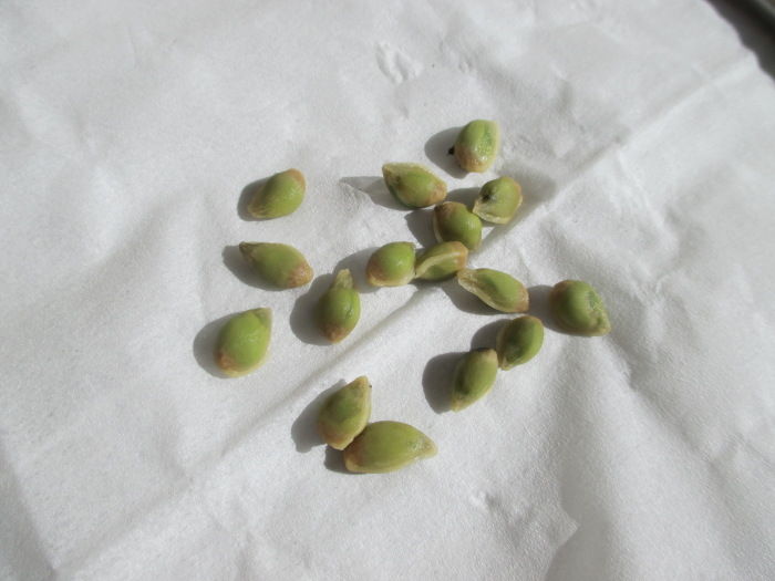 金柑 キンカン の種蒔き じぃじ のミニ盆栽日記 金柑 キンカン の種蒔き じぃじ のミニ盆栽日記