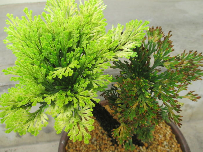 宝の持ち腐れ？おじいさんの「岩檜葉（イワヒバ）」 : 「じぃじ