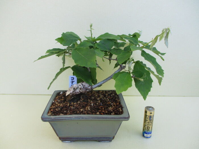 小楢 コナラ の新芽 じぃじ のミニ盆栽日記