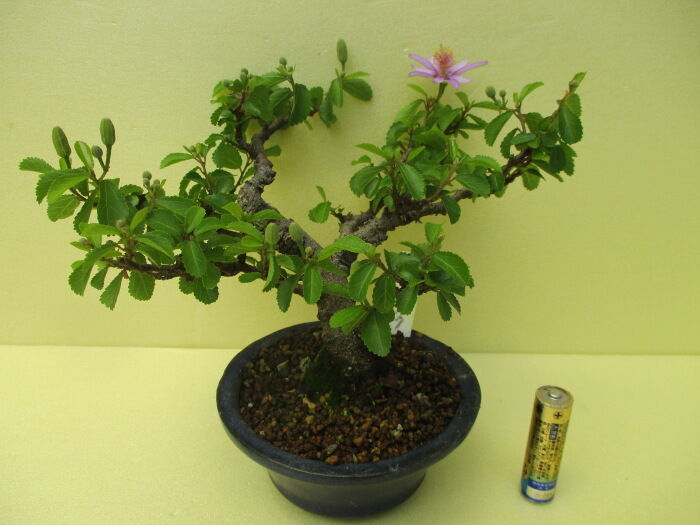 睡蓮木 スイレンボク の花 じぃじ のミニ盆栽日記 睡蓮木 スイレンボク の花 じぃじ のミニ盆栽日記