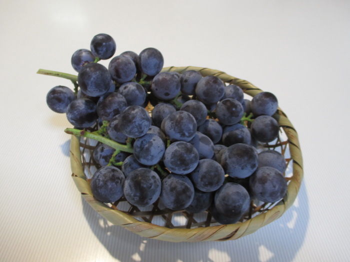 馬酔木 アセビ に花芽 そしてブドウの収穫 じぃじ のミニ盆栽日記