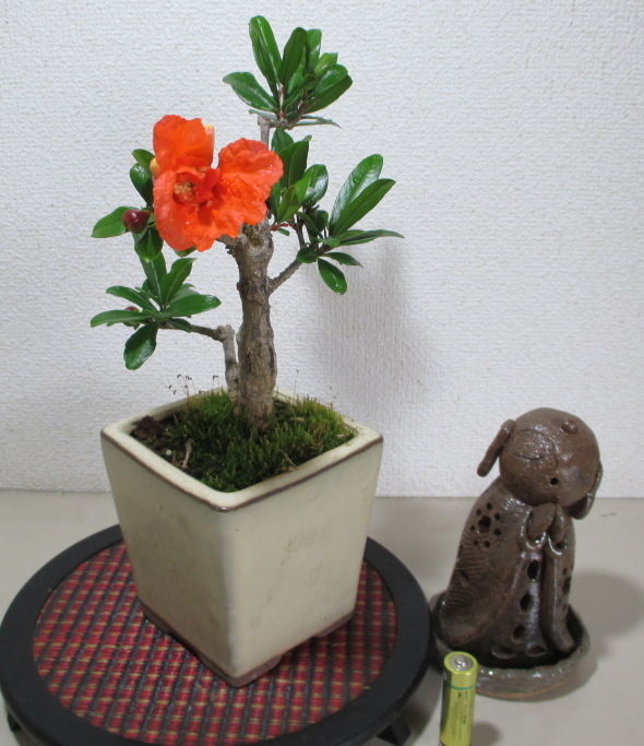 柘榴 ザクロ が咲きました じぃじ のミニ盆栽日記