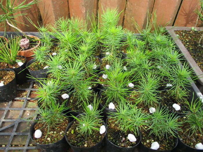 実生「赤松（アカマツ）」1年生で豆盆を作ってみた : 「じぃじ」の