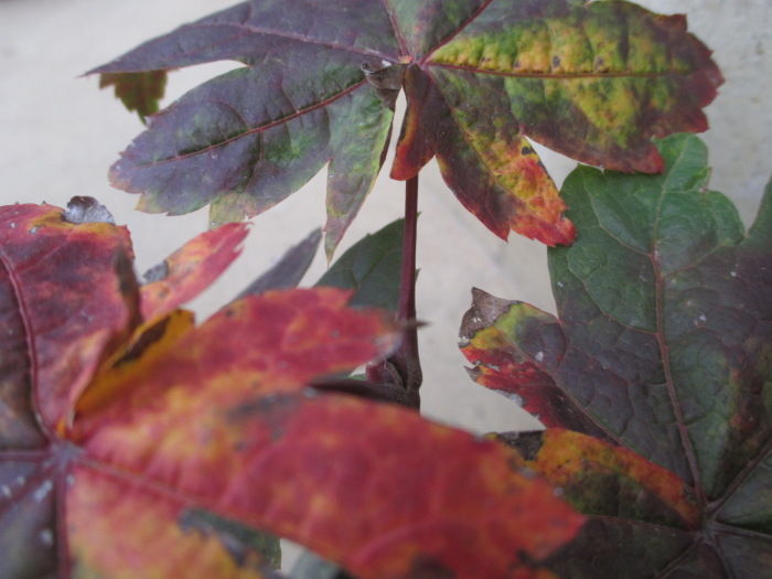 葉の大きな カエデ たちの紅葉も 汗 じぃじ のミニ盆栽日記 葉の大きな カエデ たちの紅葉も 汗 じぃじ のミニ盆栽日記