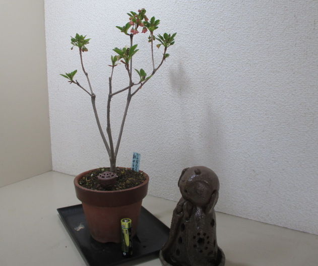 樹形をなんとかしたい「サラサドウダンツツジ」の花 : 「じぃじ」の